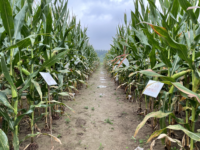 Two types of Insect-resistant GMO Corn